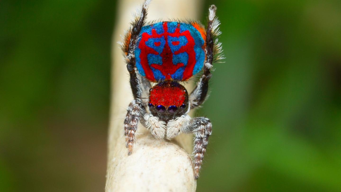 Brightly-coloured red and blue peacock spider.