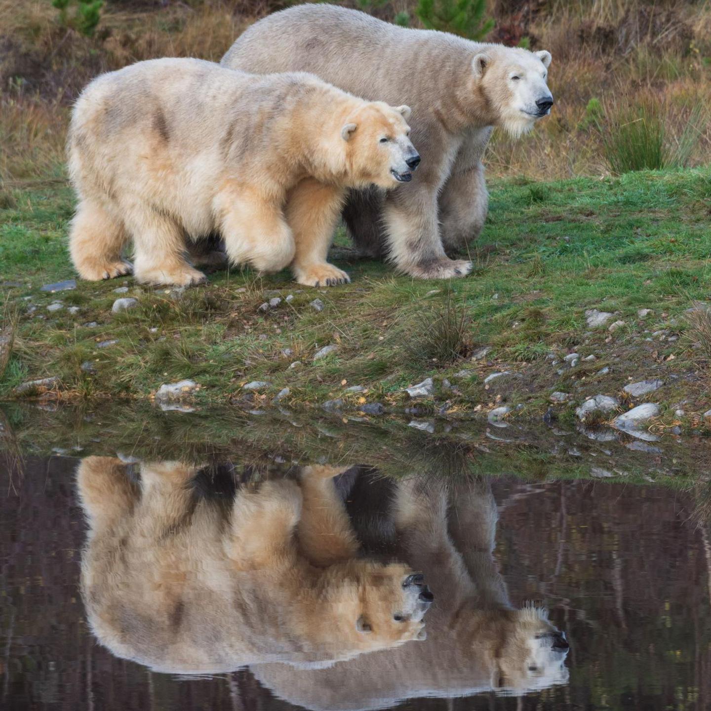 Hamish, who is nearest the camera, walks beside his mother Victoria. The bears are reflected in the water of the pond.