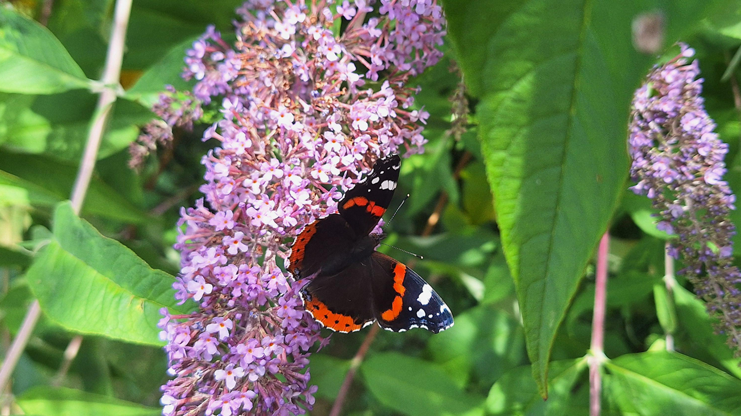A close-up of a red admiral butterfly on a purple flower, with green leaves in the background