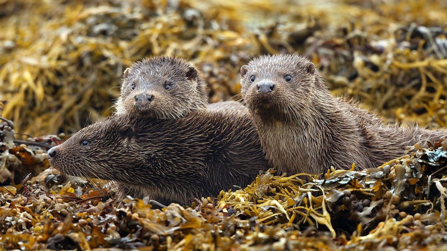 Three wet otters are huddled together among seaweed on the ground. Two of them are looking behind the camera and one is looking to the left of the picture.