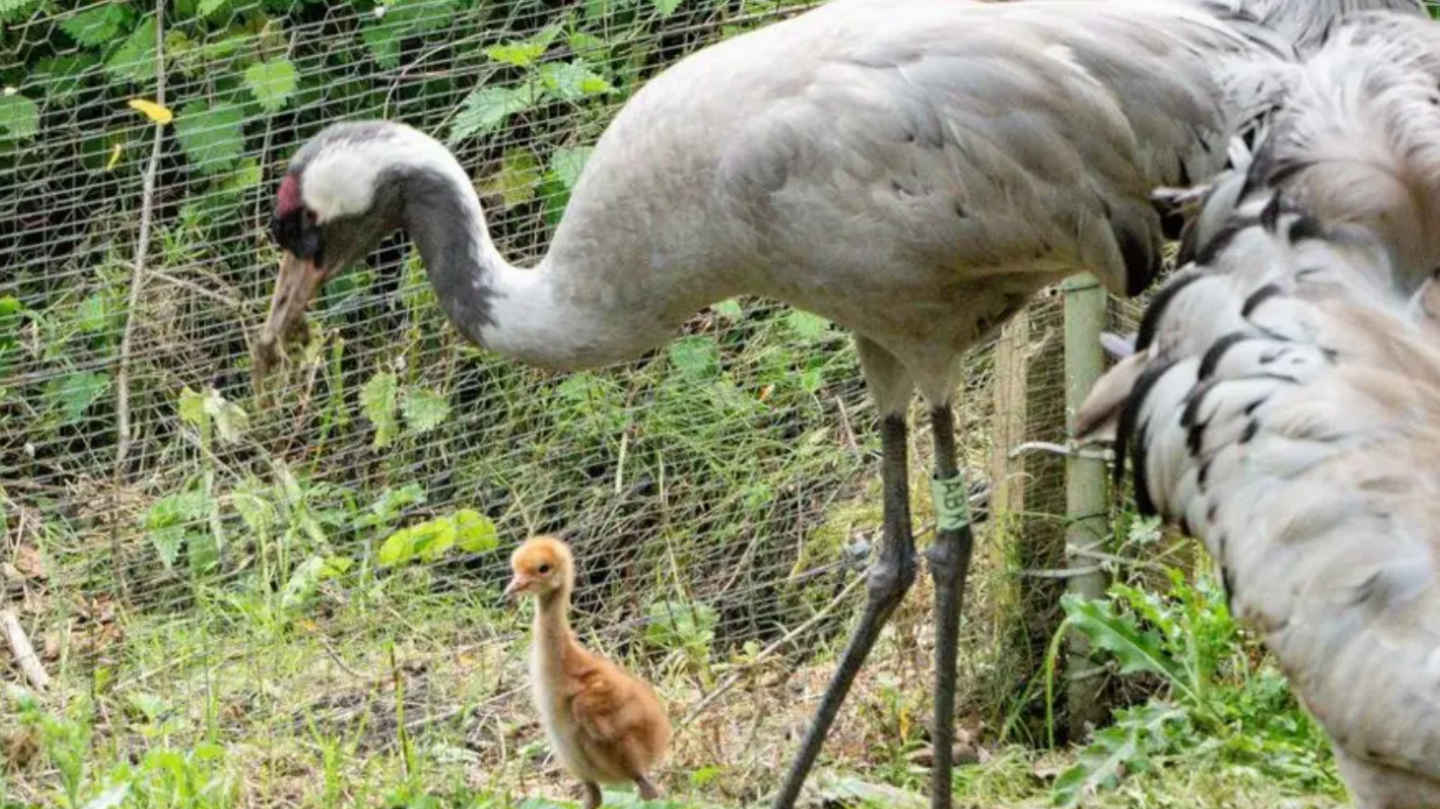 The crane chick with one of his parents.
