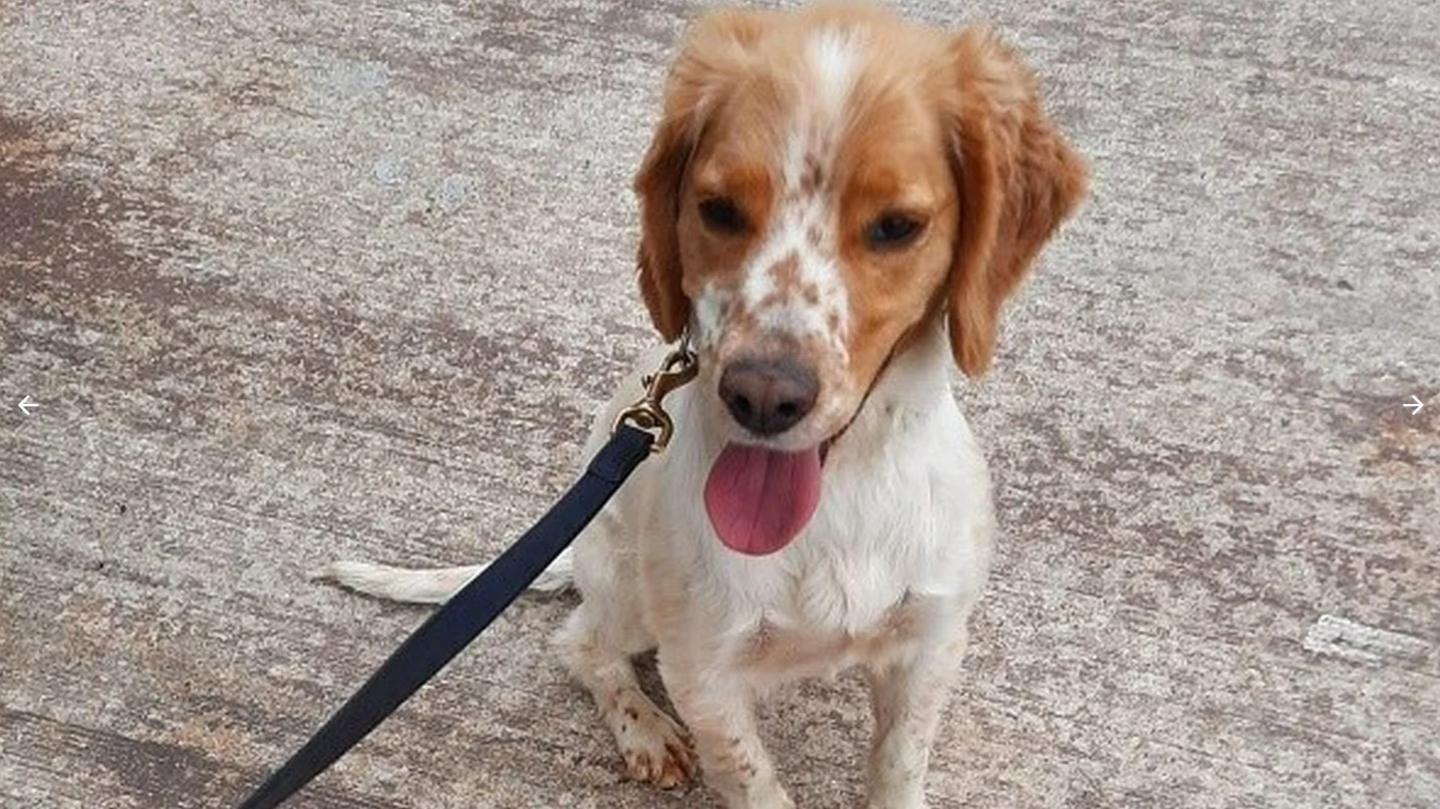 Dáithí the drug detector dog