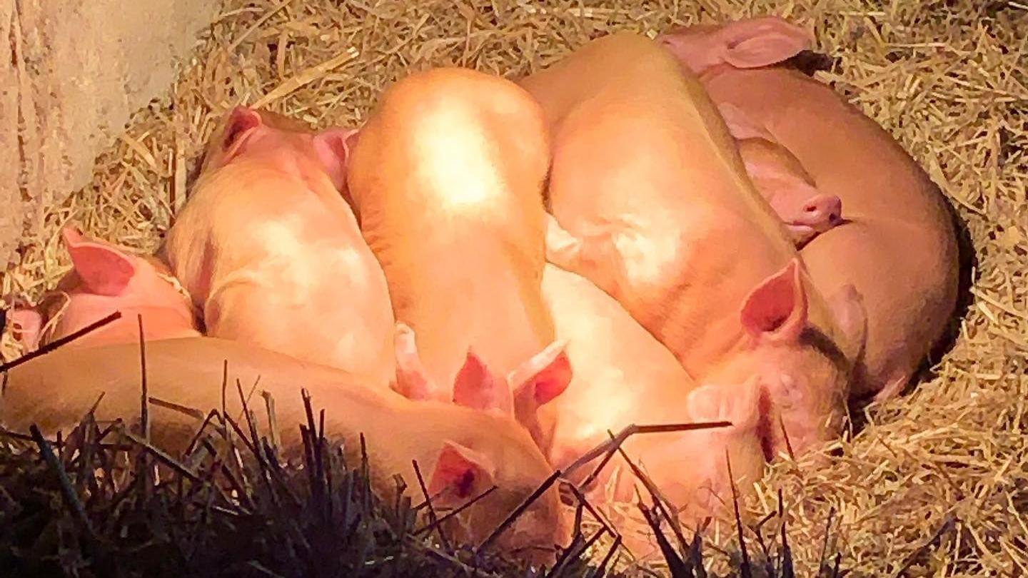 Eight pink piglets are sleeping next to each other on a bed of hay under a heat lamp.