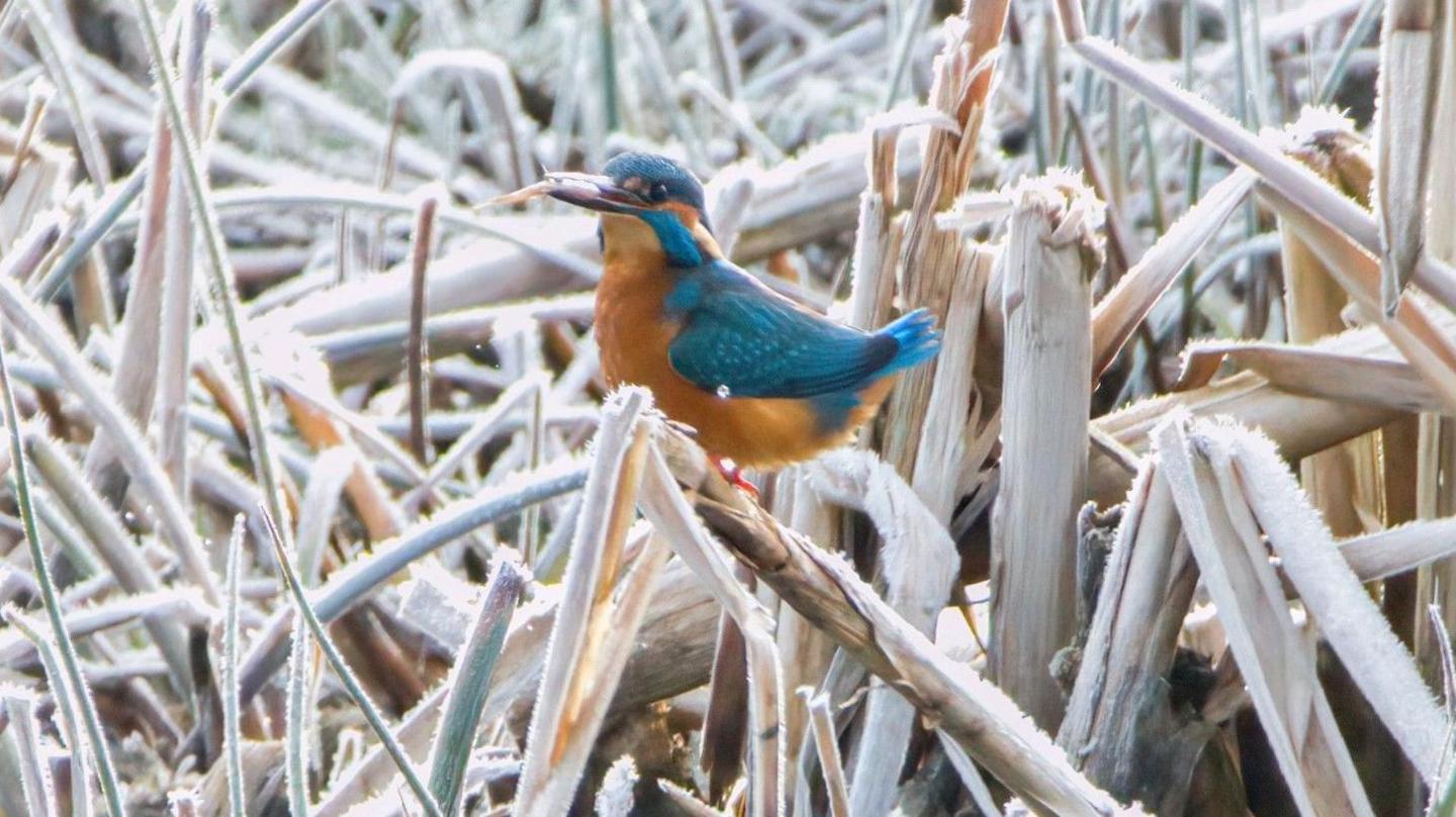 A Kingfisher sits among frozen reeds by the side of a river. The bird is small and at the centre of the image and is yellow with blue plumage and blue on its face. It has dark-coloured eyes and a light coloured beak with an insect in it. It is standing on a reed, which is frozen and others behind it are also covered in white frost.