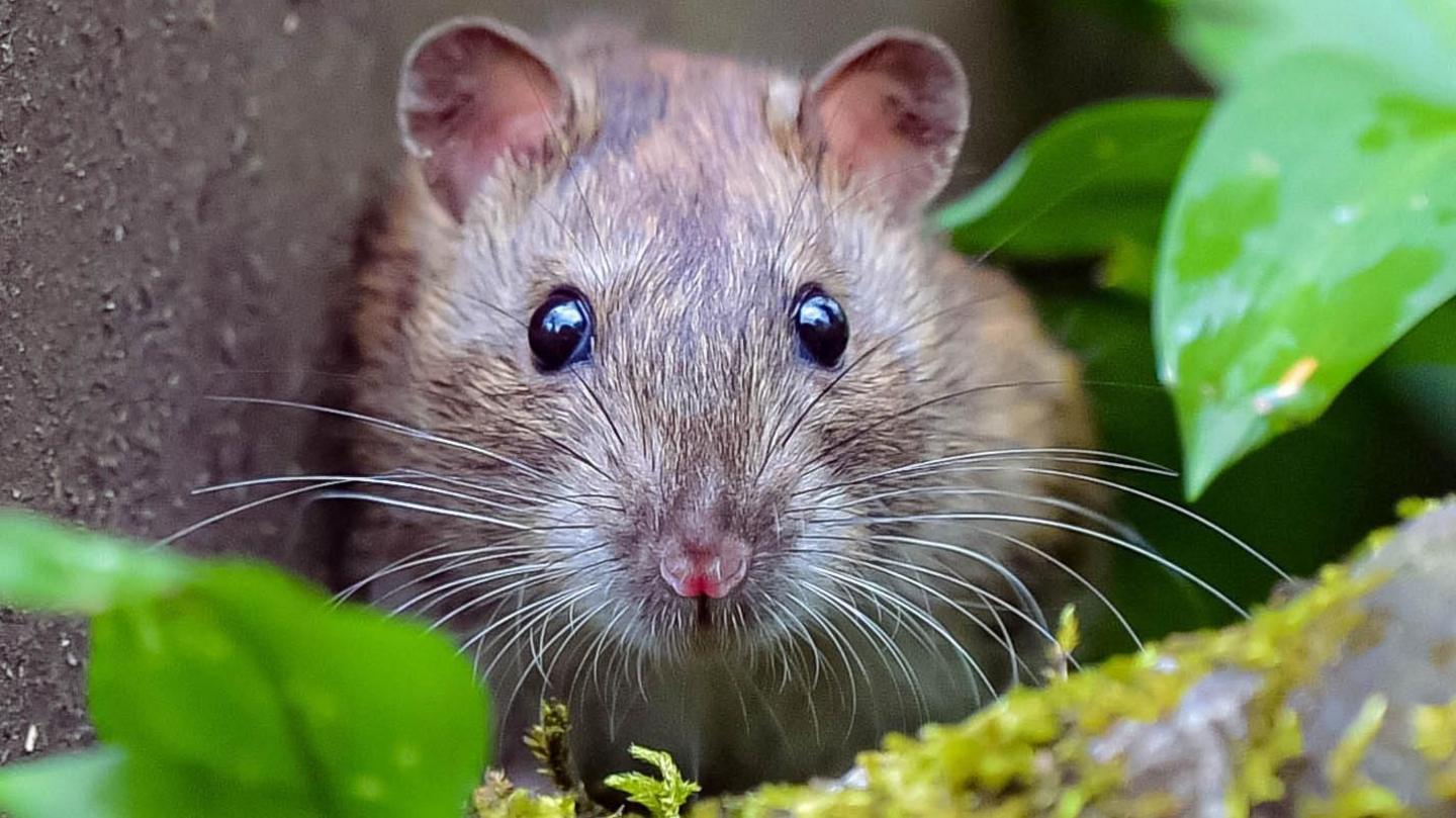 A brown rat next to a wall looking head-on into the camera, with green leaves around it