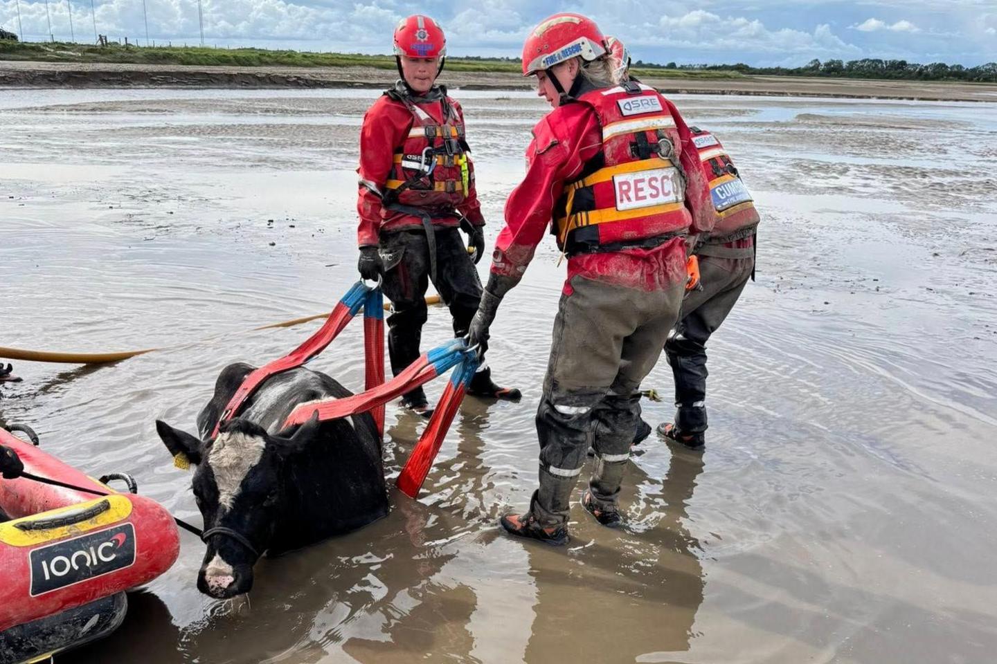 Cow in mud attached to red rope being pulled out by two people in red costumes wearing red helmets. The people are wearing thick boots.