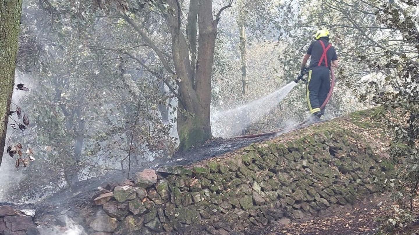A firefighter is holding a hose pipe against a tree. The area around the tree is black.