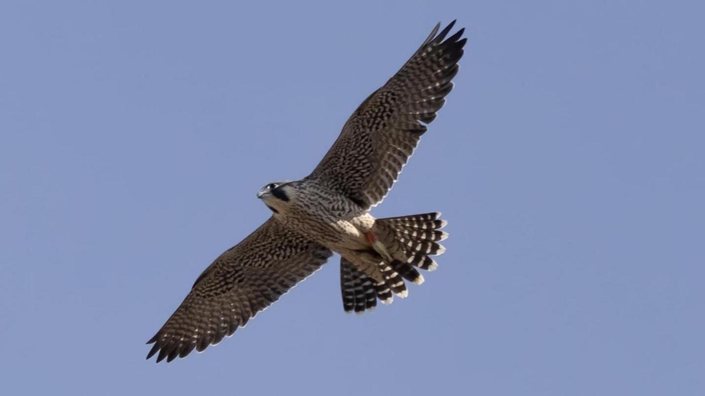 A Peregrine flying with wings outstretched against a blue sky 