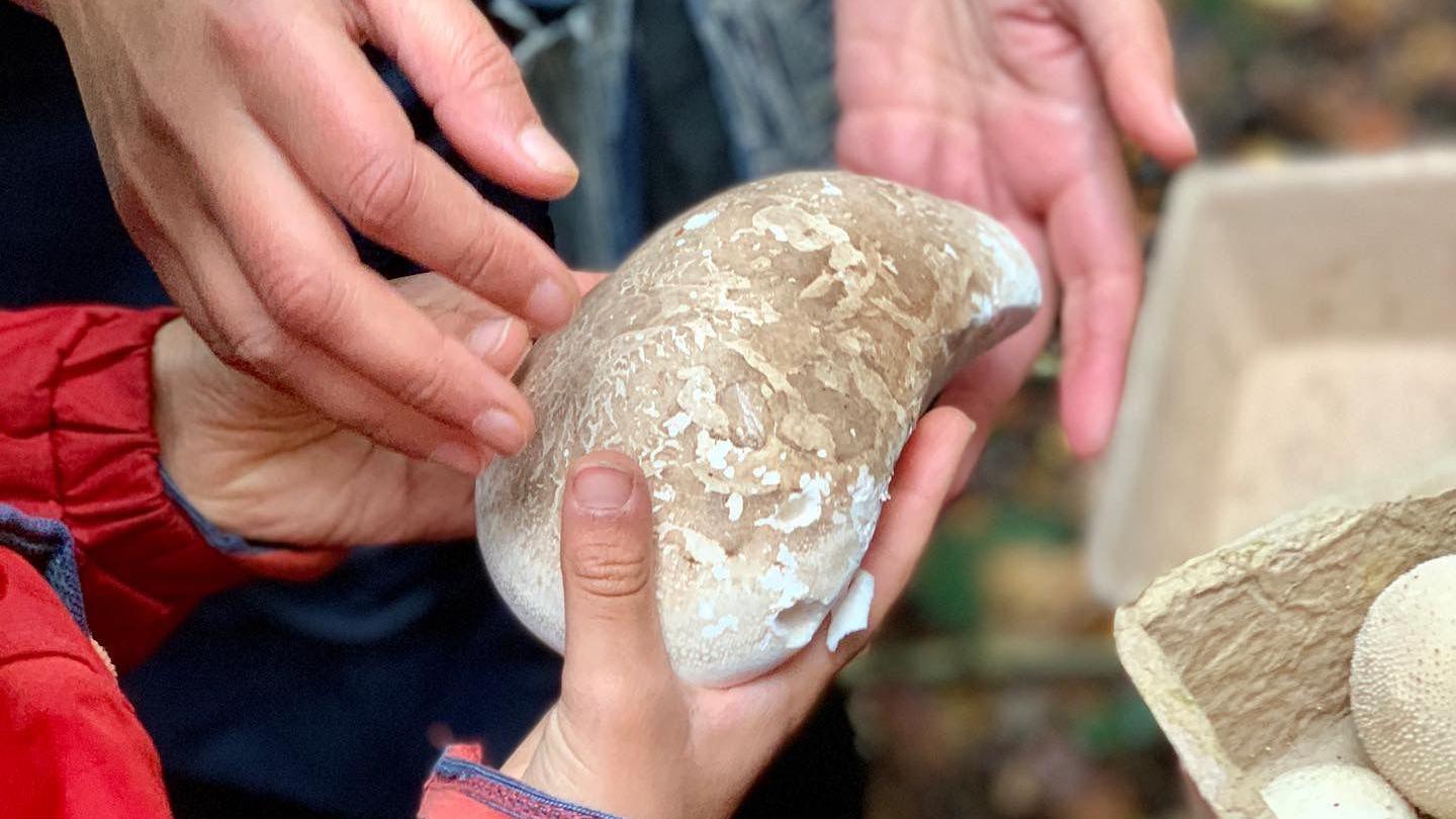 A woman and a child hold a foraged mushroom. Close up photograph. The child's red coat sleeves are also seen in the picture.