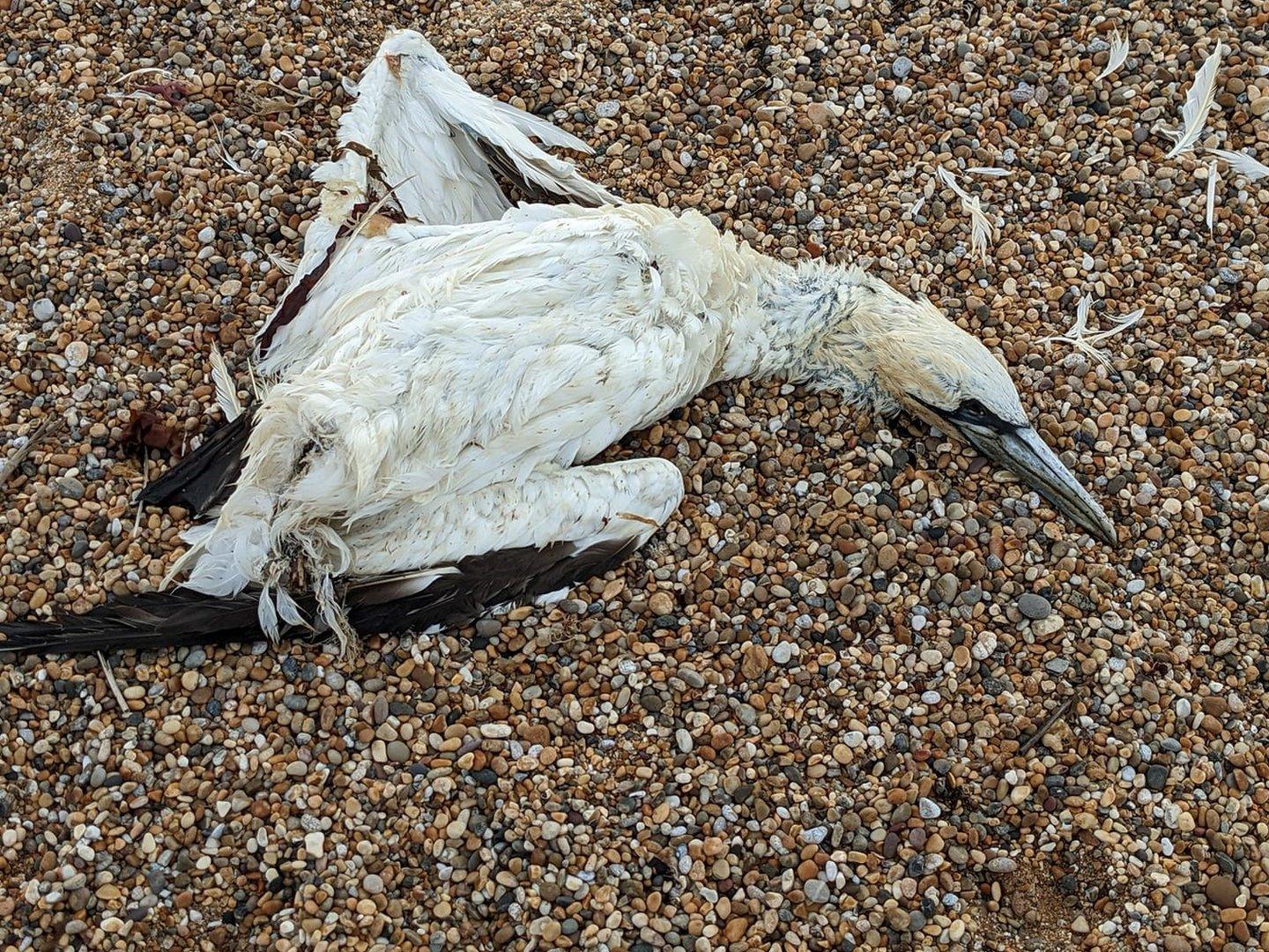 Dead gannet