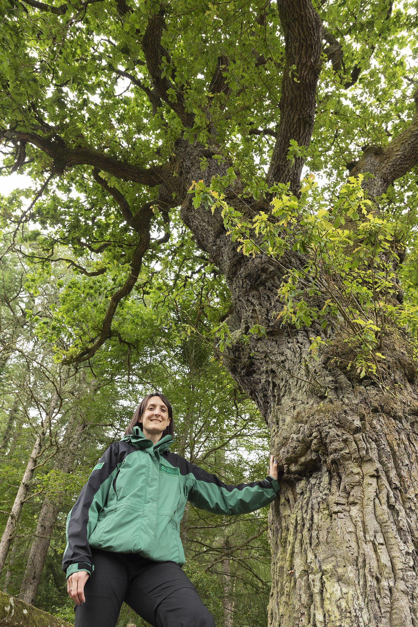 The Lord President's oak