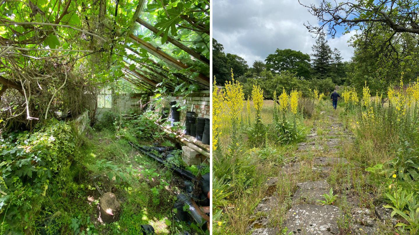 A side by side image showing what the property looked like when they got the keys. On the left there is the Victorian greenhouse, with a floor covered in ferns and brambles, and countertops covered with gnarled roots, branches, old black buckets and watering cans. On the right is an overgrown pathway made of granite slabs, which are barely visible under the greenery. The path is lined by tall plants with yellow flowers.