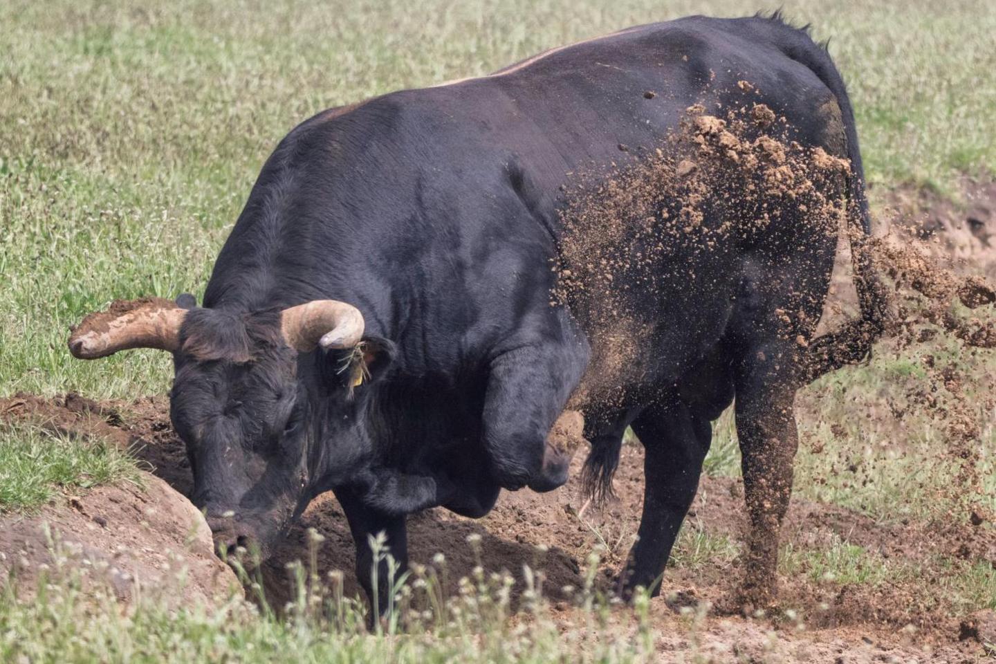 A tauros bull digging out a bull pit, its hoof sending soil flying up over a shoulder.