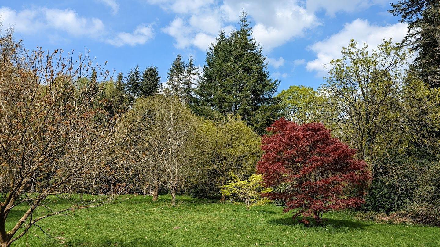 View of a forest with a tree bearing red leaves in the middle, surrounded by trees in various shades of green