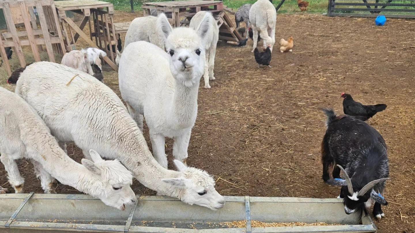 A number of alpacas and a goat at the animal sanctuary