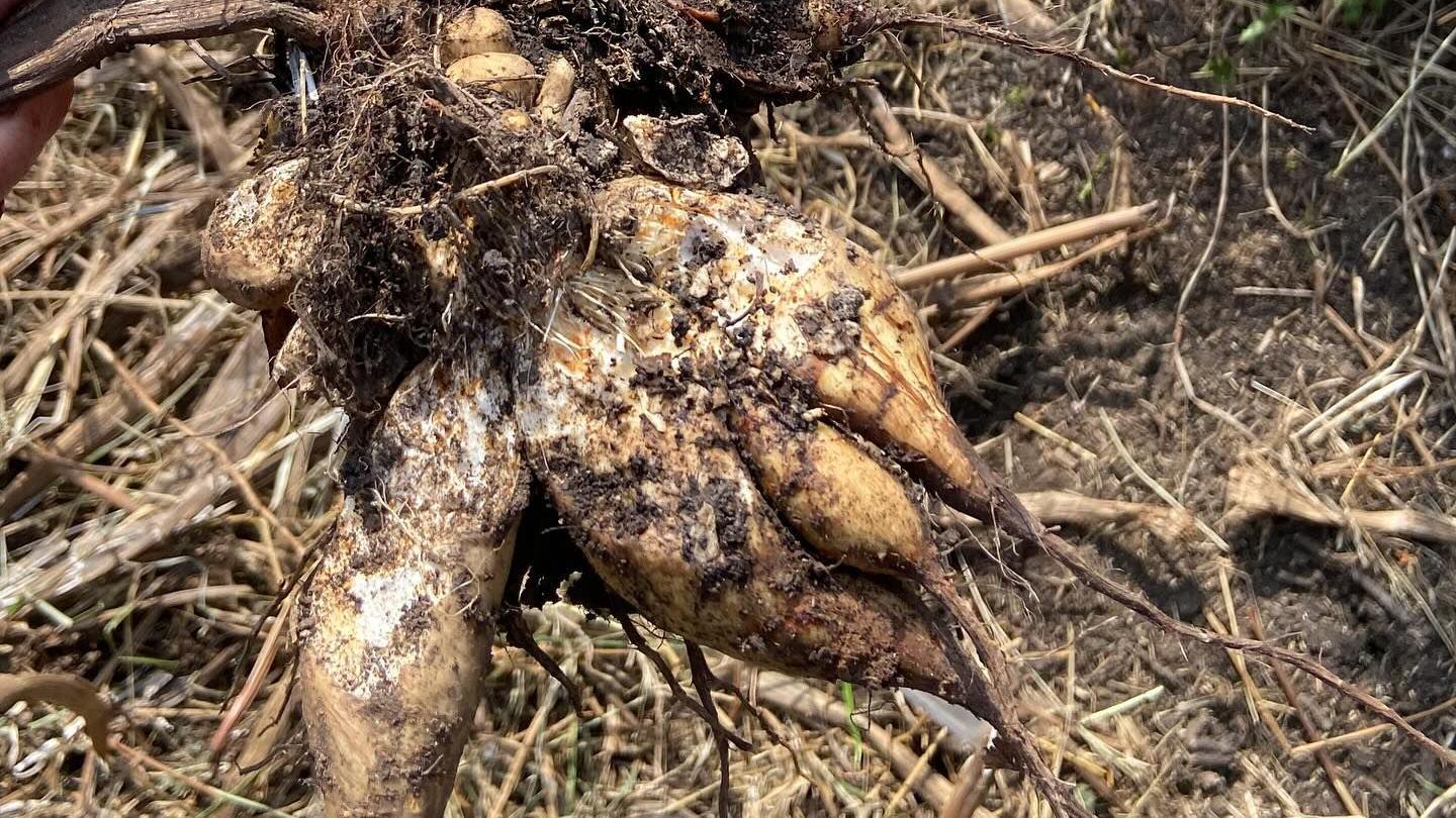A muddy root which resembles a parsnip. The root is light brown in colour and coated with soil, suggesting it has just been pulled from the ground.