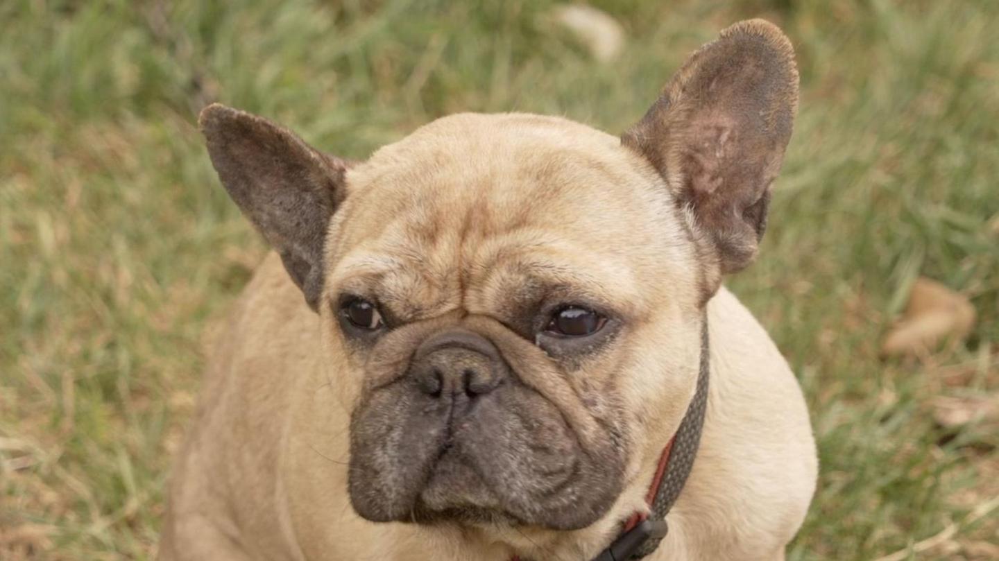 Moose the French bulldog pictured as he sits in a grass field. He is a light colour with some darker spots around his nose and ears.
