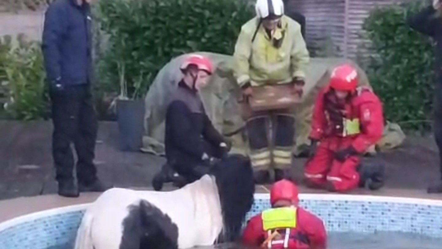 Black and white small horse at edge of pool with firefighter in the pool with the horse.