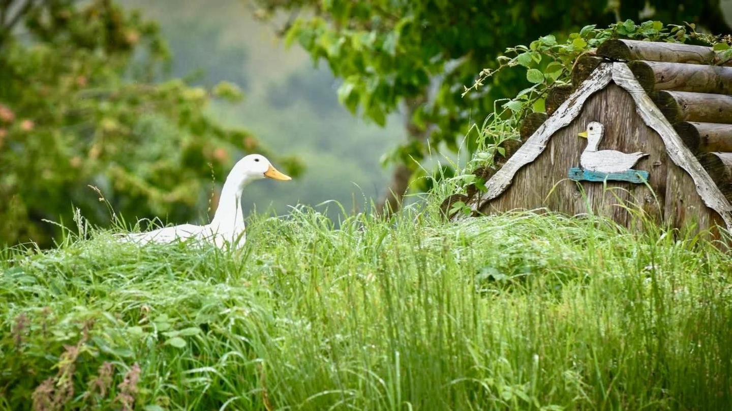 A white duck looks at the camera over long damp grass. In front of it is the top of a duck house. It has a symbol of a white duck floating on water on its apex