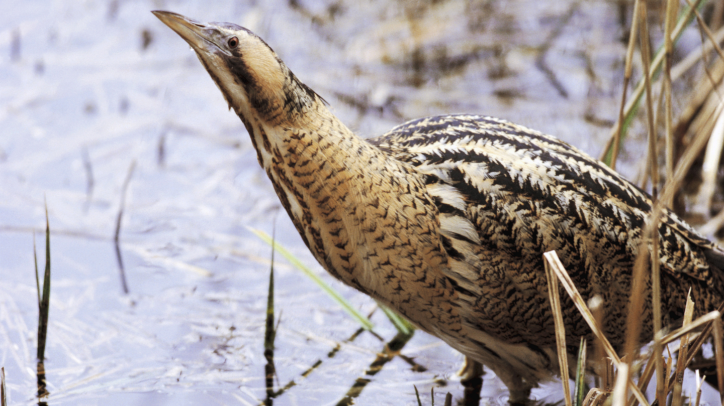 A bittern spotted in the reeds at Ham Wall. It is a brown bird with dark markings.