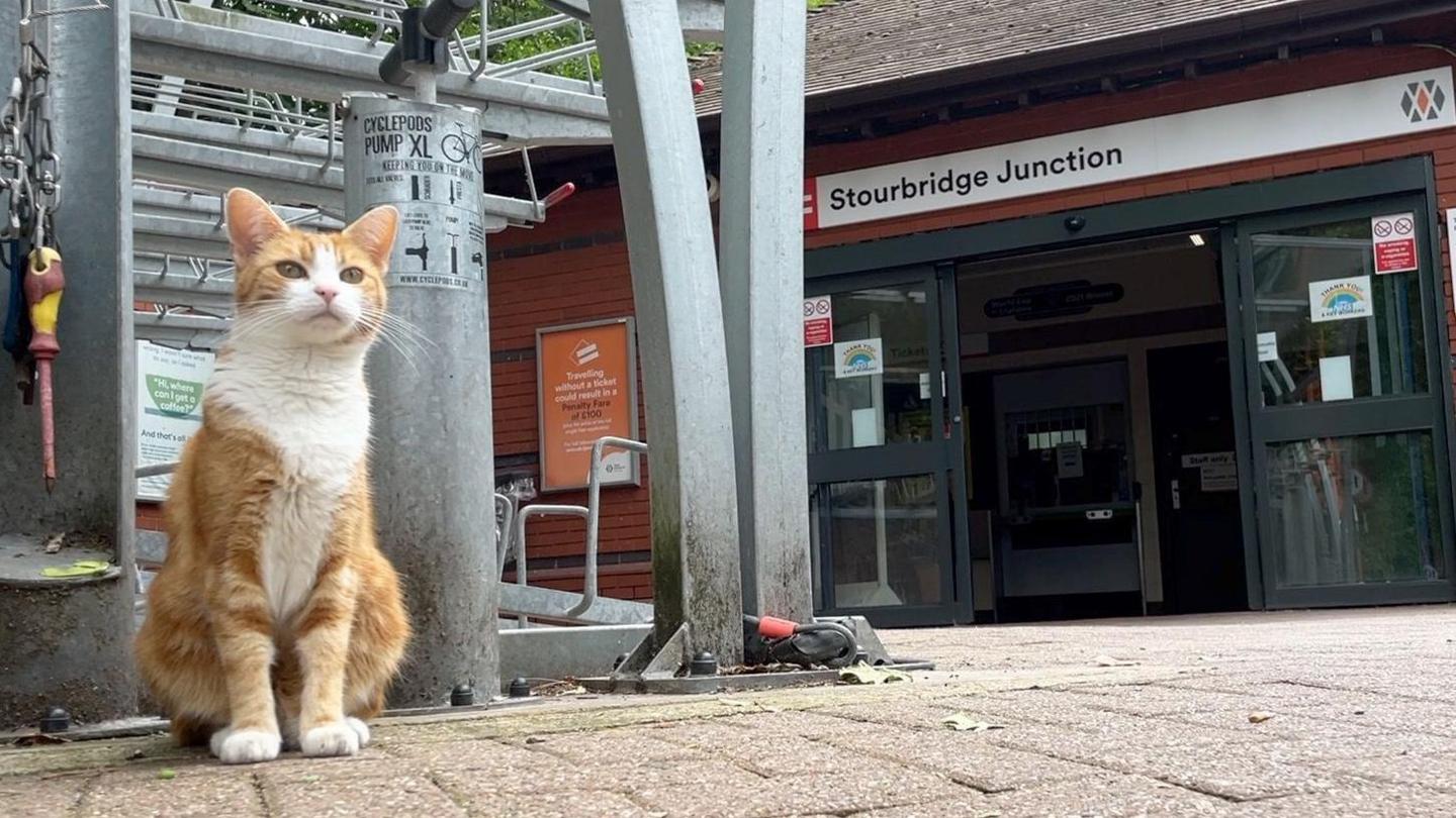 A ginger and white cat sitting outside a rail station. A sign saying Stourbridge Junction is visible in the background above a set of automatic doors