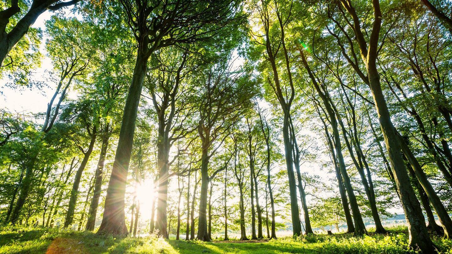 Trees with sunllight bursting through in South Downs National Park