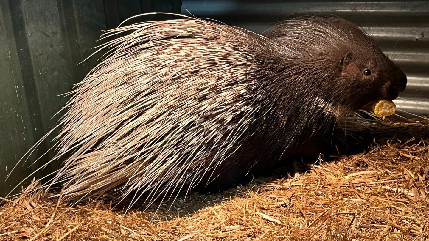 Porcupine