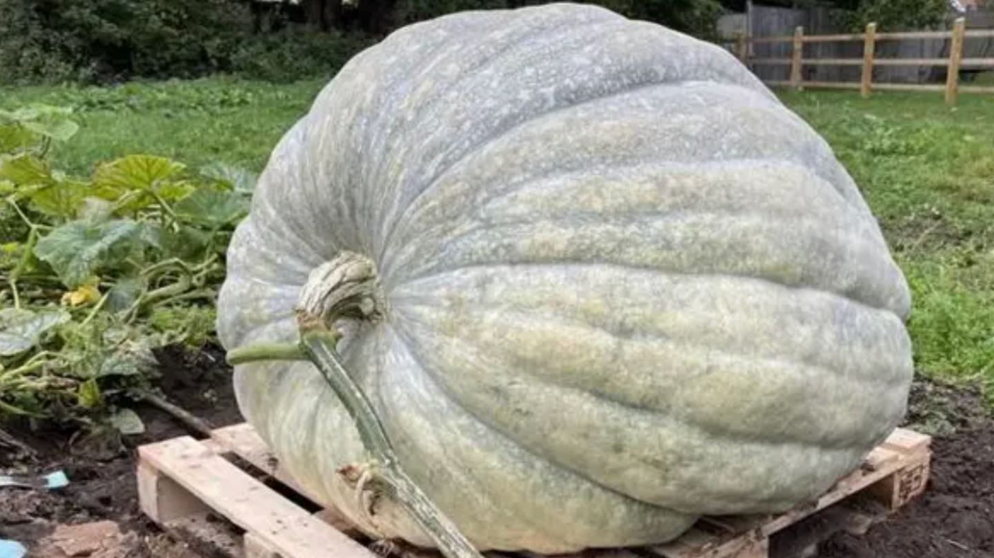 Close up of the giant pumpkin