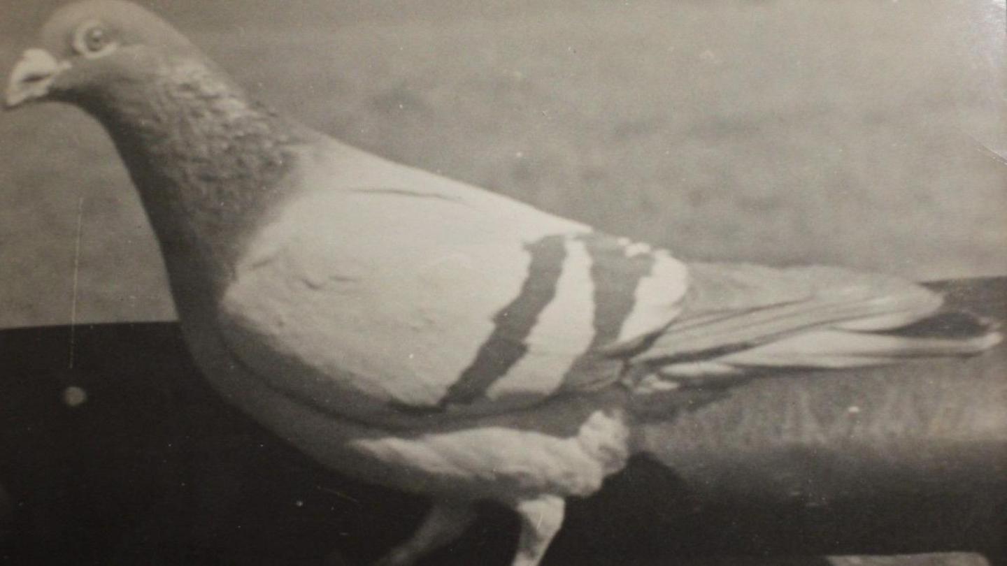 A black-and-white photograph of Tommy the pigeon.