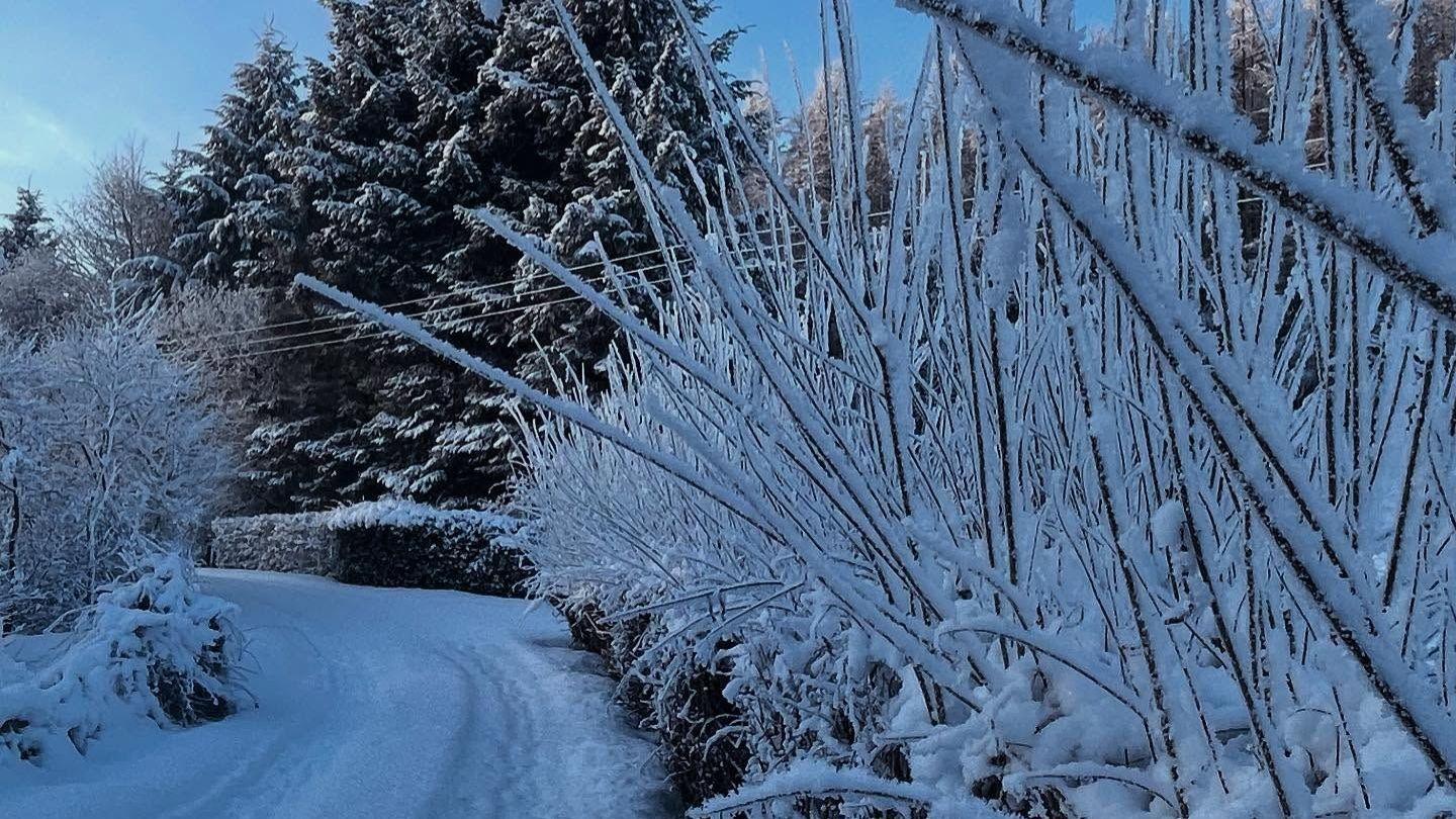 A lane covered in snow with trees and plants covered in ice