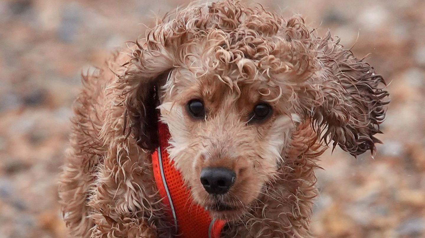 A miniature poodle with wet fair walking along a stony beach during a rainy day while wearing an orange harness for its leash.