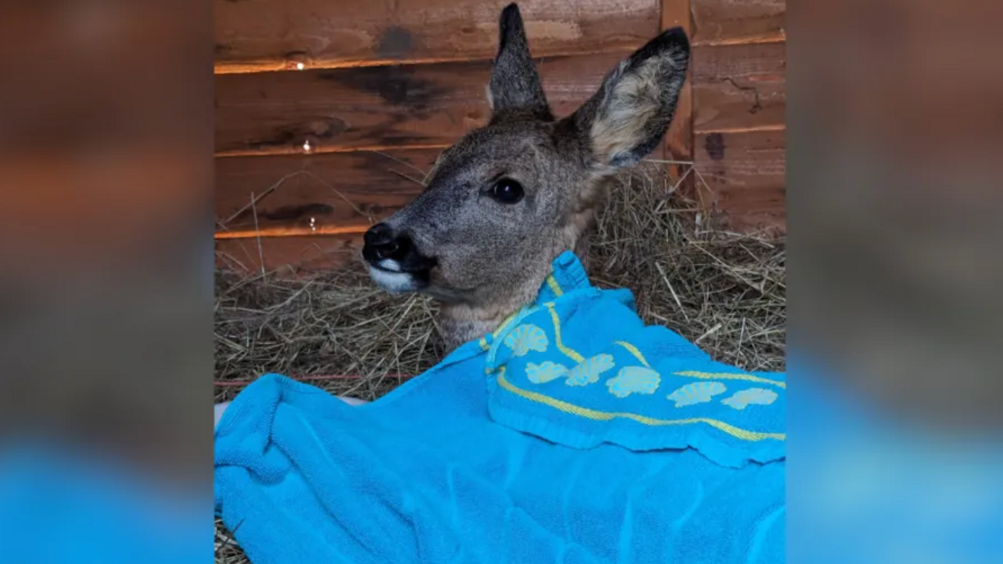 Deer wrapped in a blue blanket resting on straw.  