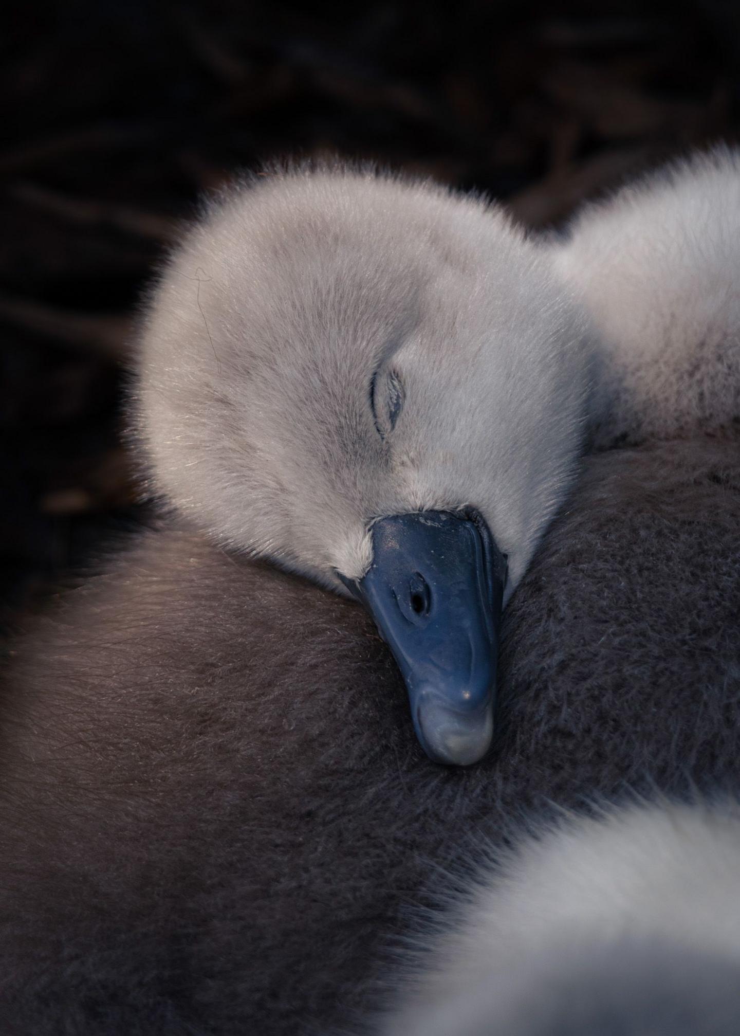 A young dark grey swan cygnet sleeps on its sibling's back.