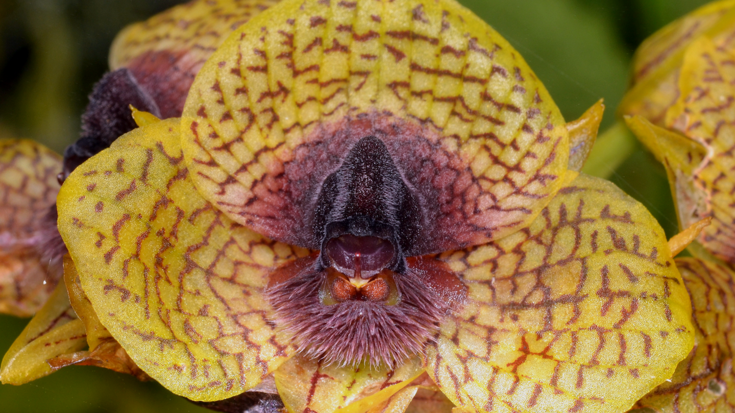 a yellow orchid with maroon markings and a maroon centre. 