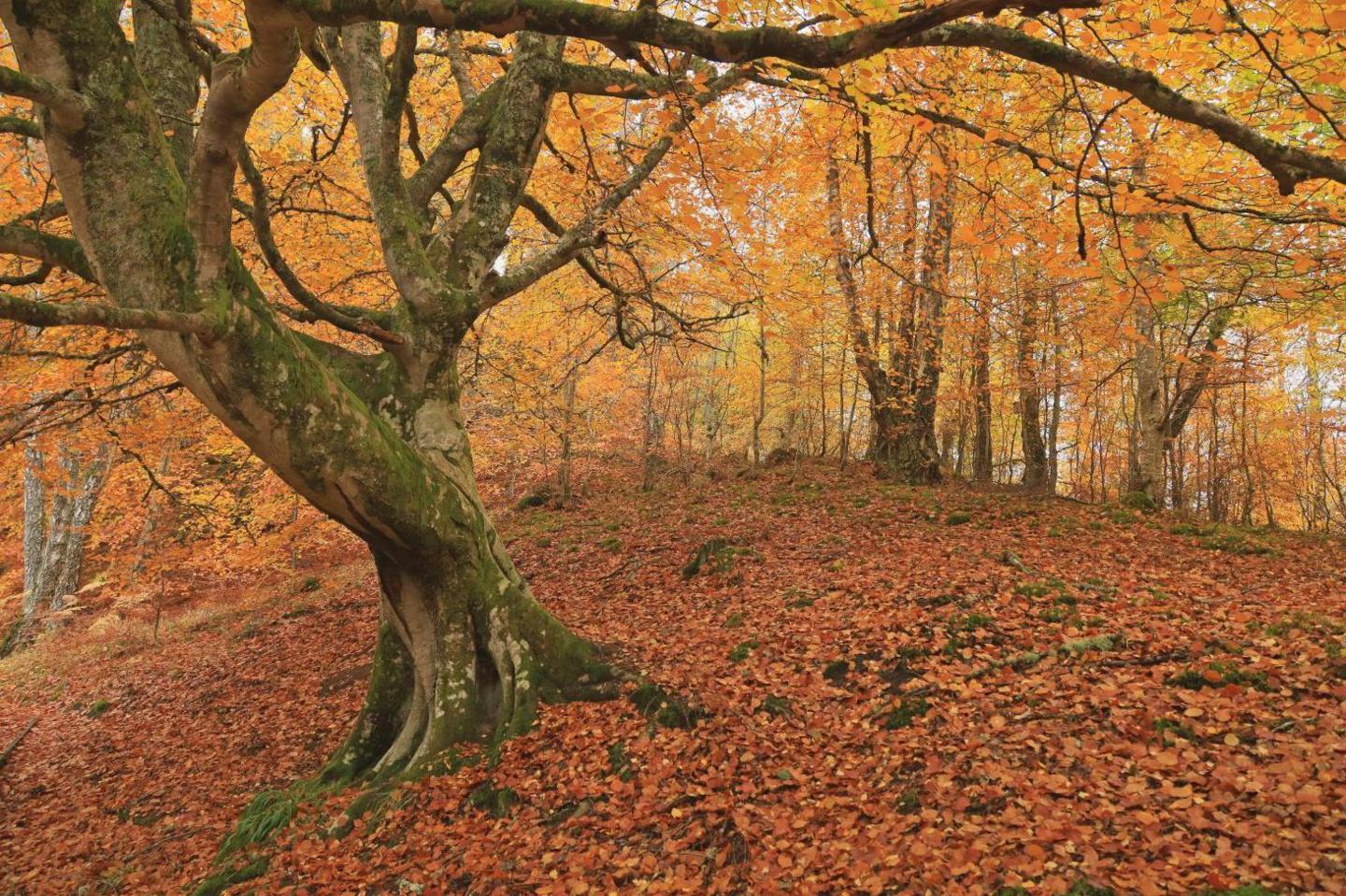 The woods trees have leaves of gold and red. Fallen leaves of the same colours lie on the ground.