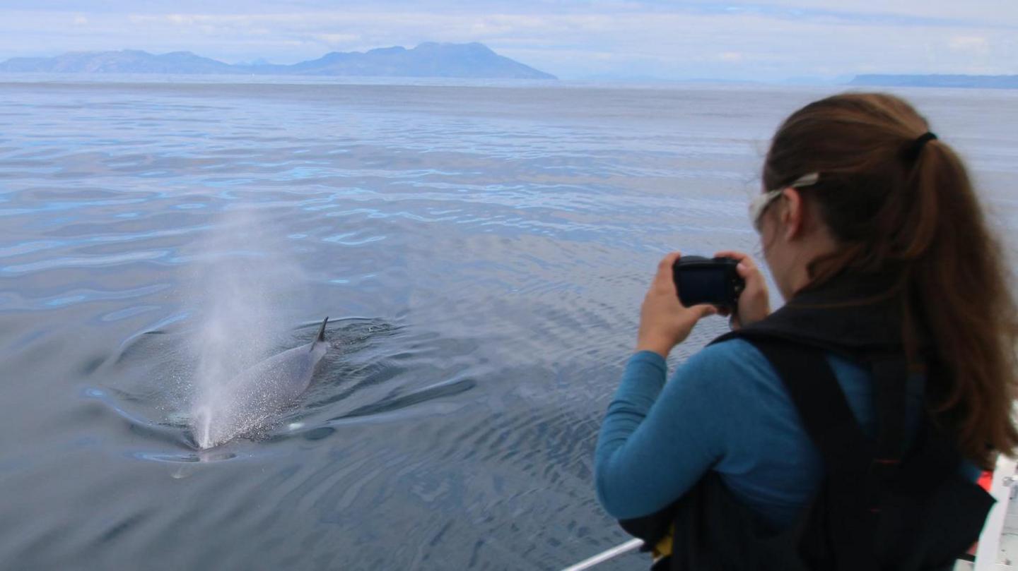 Minke whale