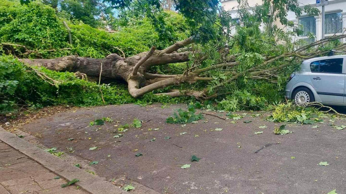 Huge tree fallen on a public road and a car parked nearby