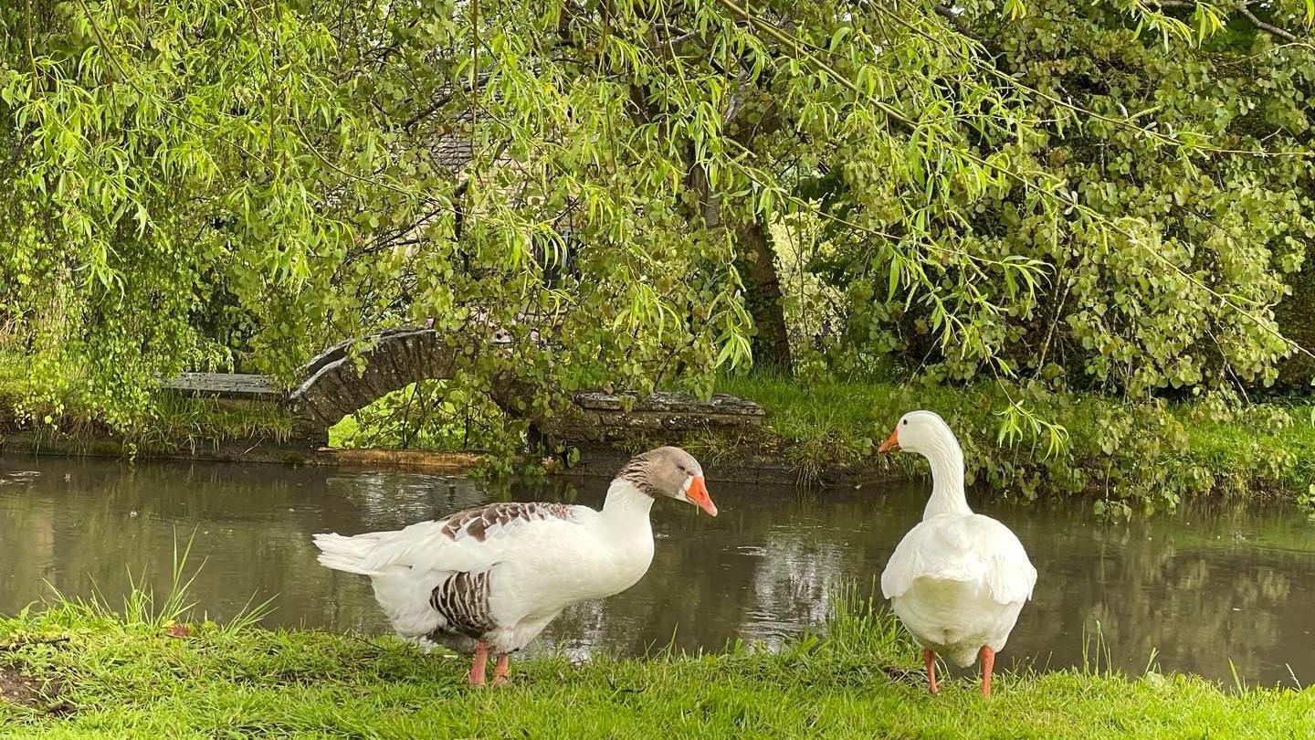 Two geese with orange feet and bills standing beside a river in Bourton-on-the-Water. There are low hanging branches above them and across the river there is a small stone bridge. The image is very serene and peaceful.