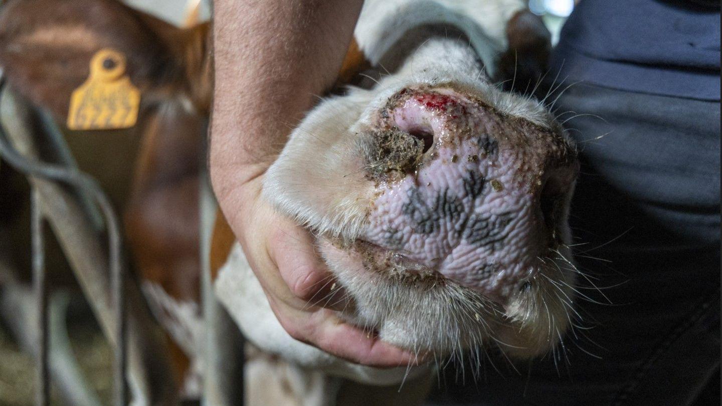 A cow's muzzle is held by a human hand in a pen of cattle. It has slight bleeding and scabbing around the nostrils