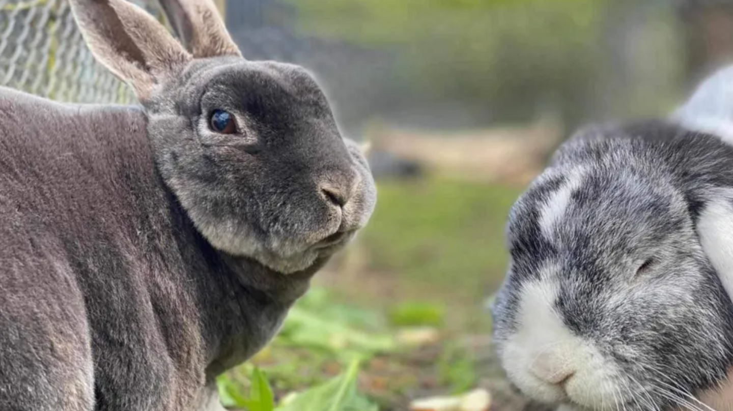 Two grey and white rabbits on some grass. One of them has its eyes closed