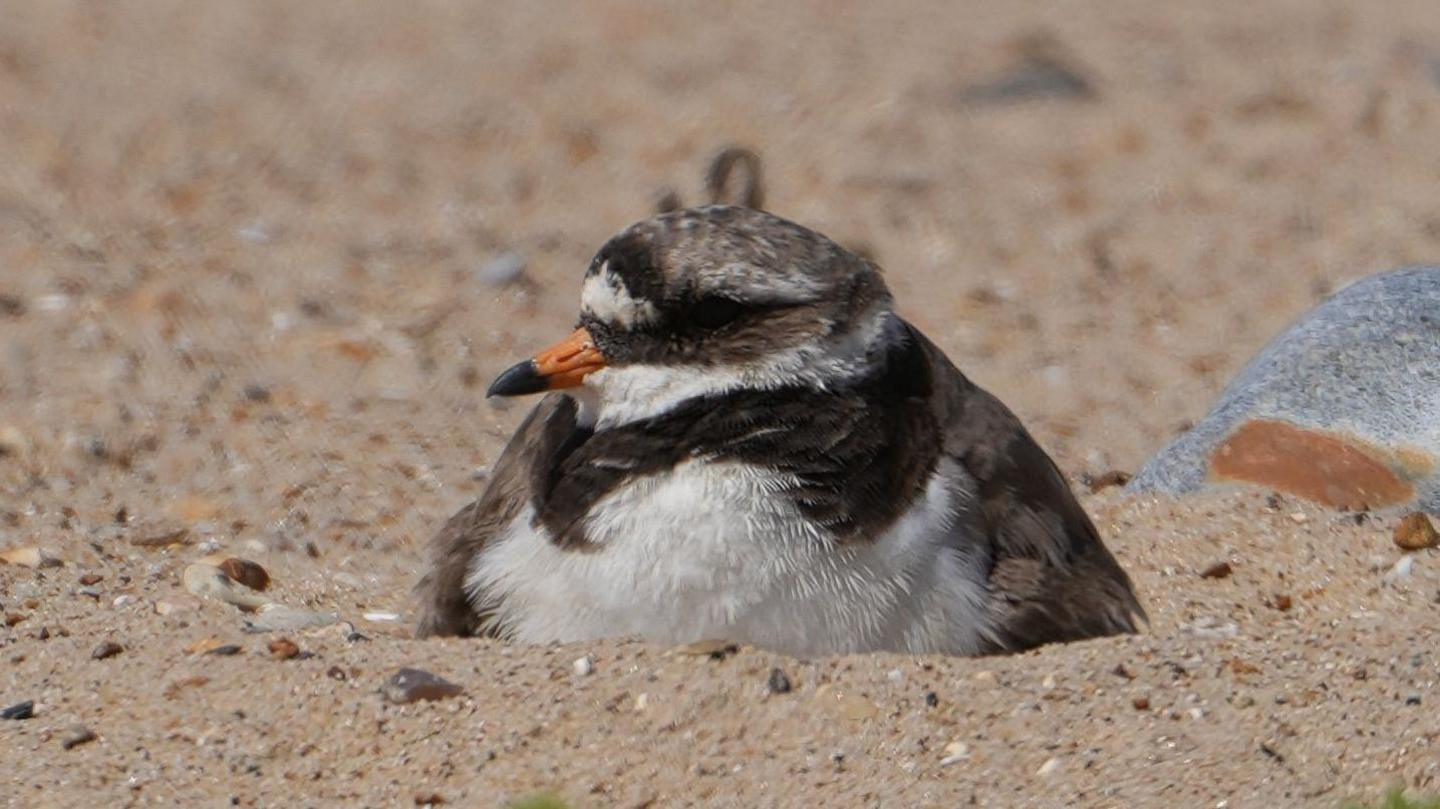 A ringed plover bird with a white belly and grey, brown and black feathers. The bird has an orange and black tipped beak and is nesting on the beach among sand in Norfolk.