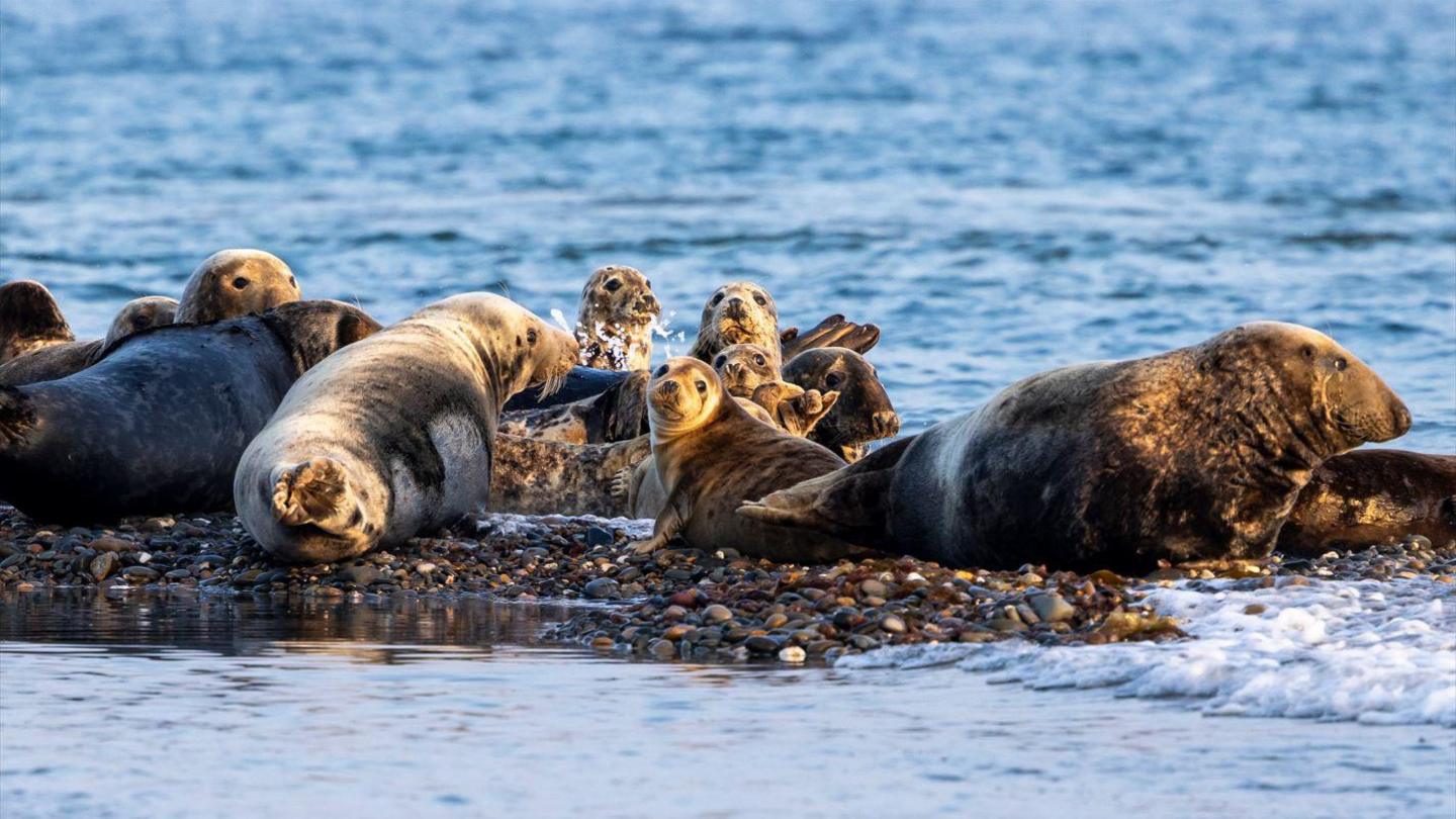 A group of seals on a landbank of sand and stones surrounded by the sea. Several smaller seals in the group are looking in the direction of the camera.