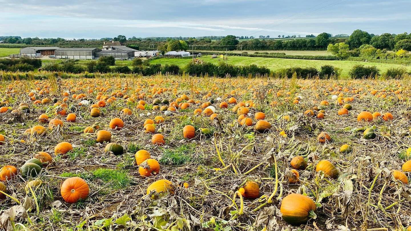 Pumpkins in a field with farm buildings in the distance