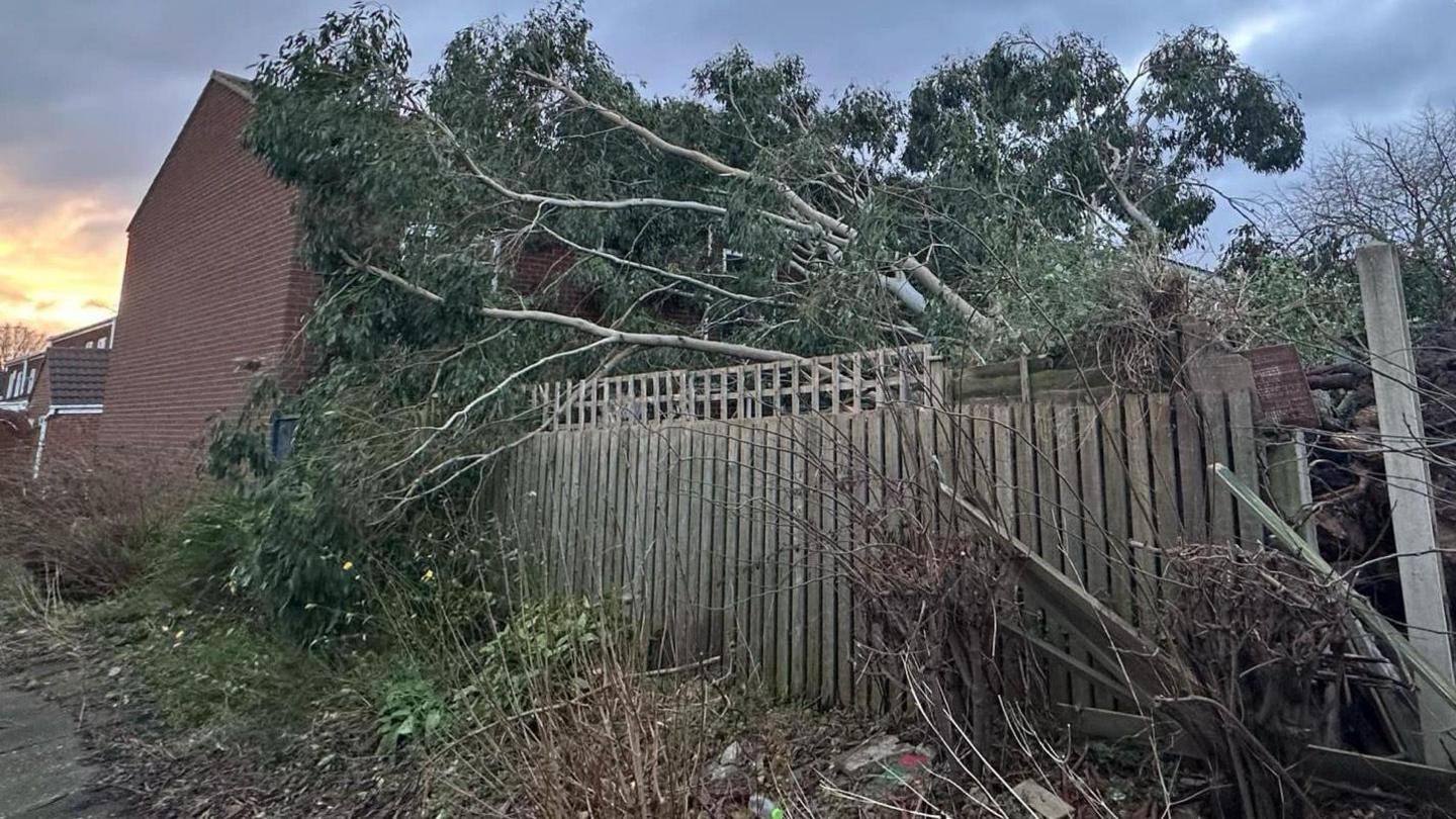 An uprooted tree on its side, resting against a house