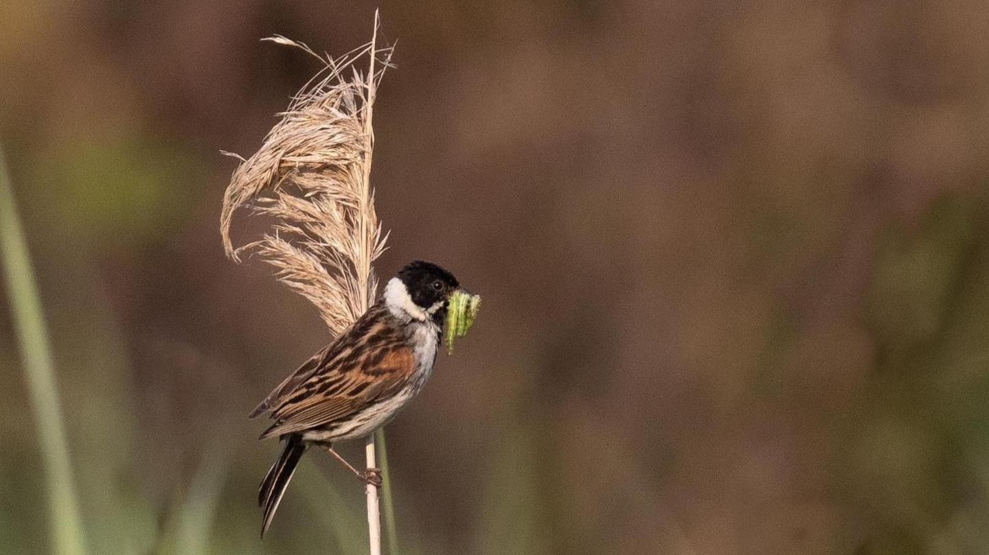 Reed bunting