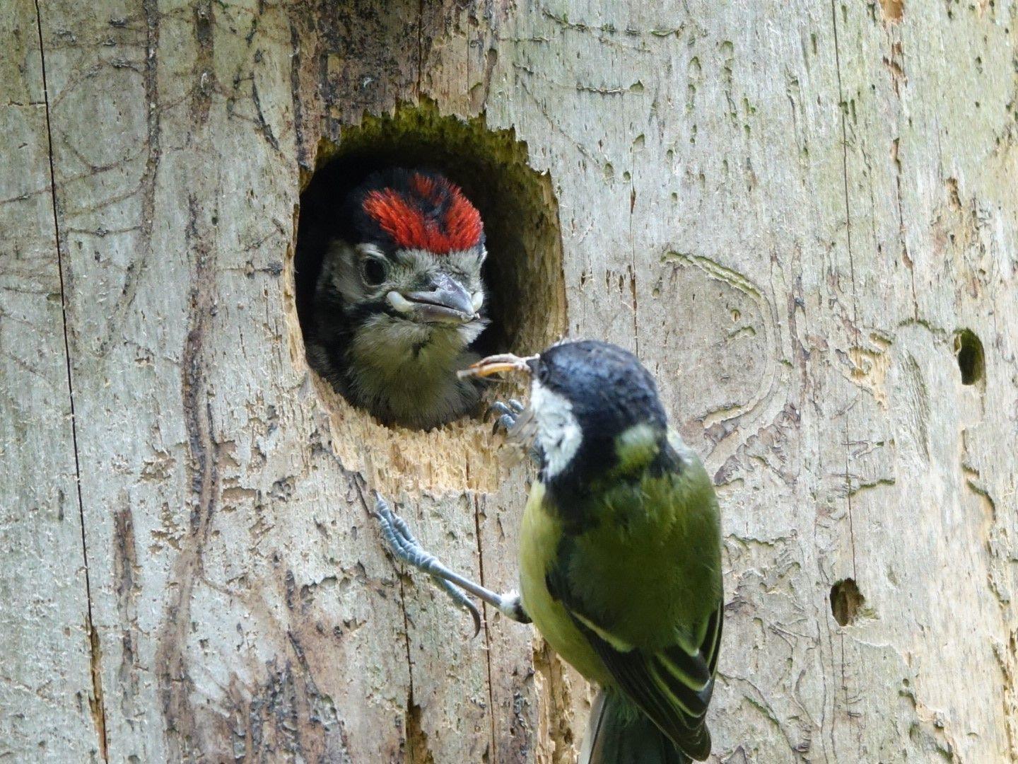 Great spotted woodpecker in Pitmedden forest, Fife