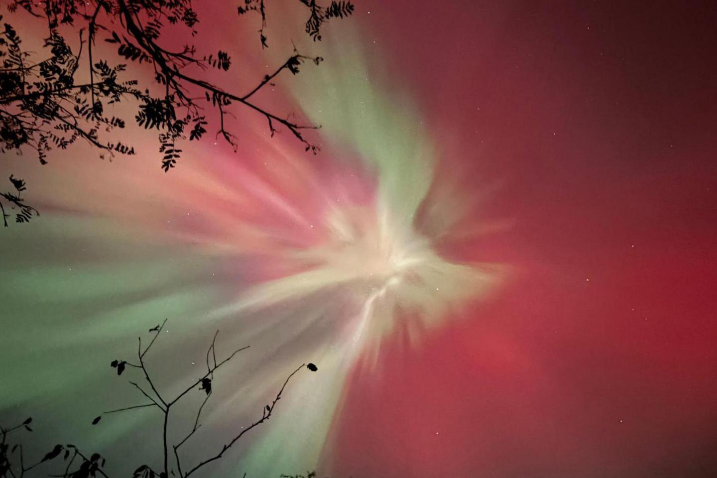 An aurora corona appears overhead. The colours are green, pink and red. There are tree branches in the shot.