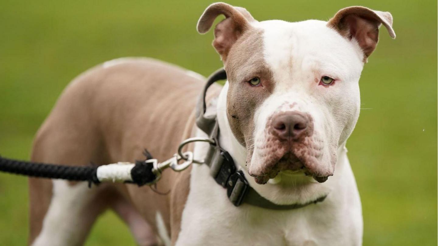 A brown and white XL Bully wearing a thick khaki collar with a buckle clasp, and a black rope lead. The dog is standing in a field with green out of focus background, and is looking at the camera.