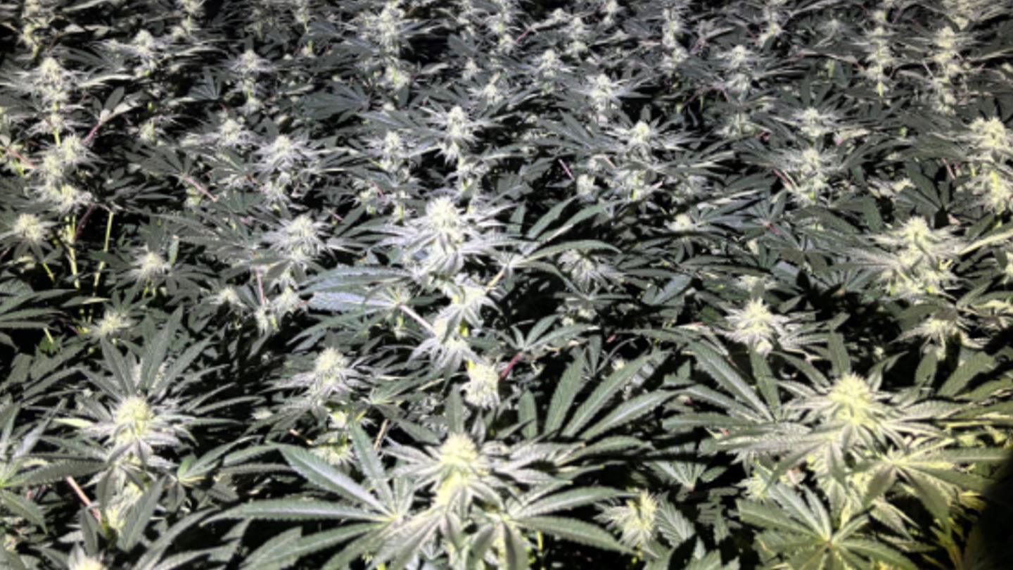Rows of large-leafed green cannabis plants in a dark room