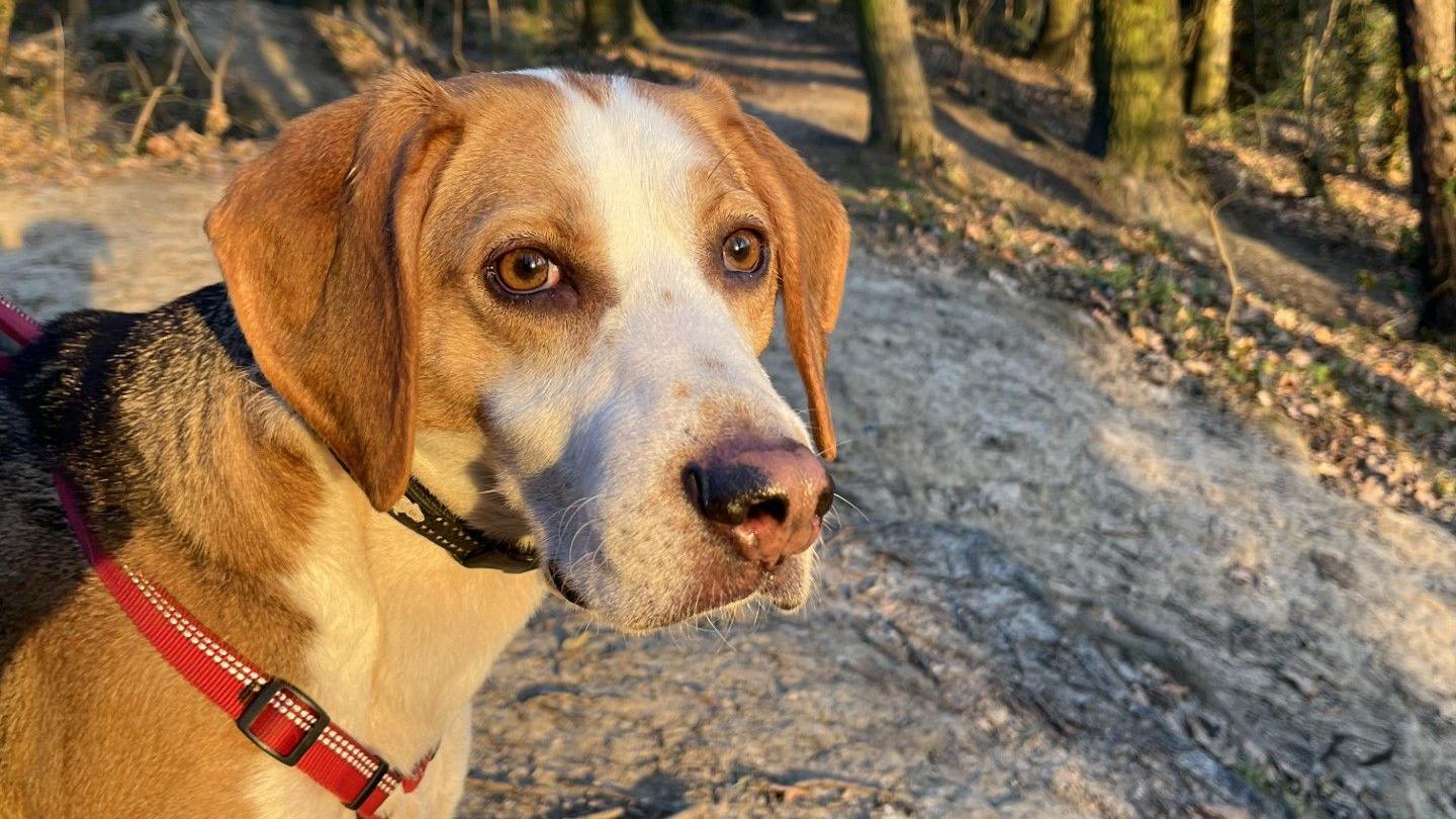 Head and neck of brown and white dog with red collar standing in a wood with trees in the background